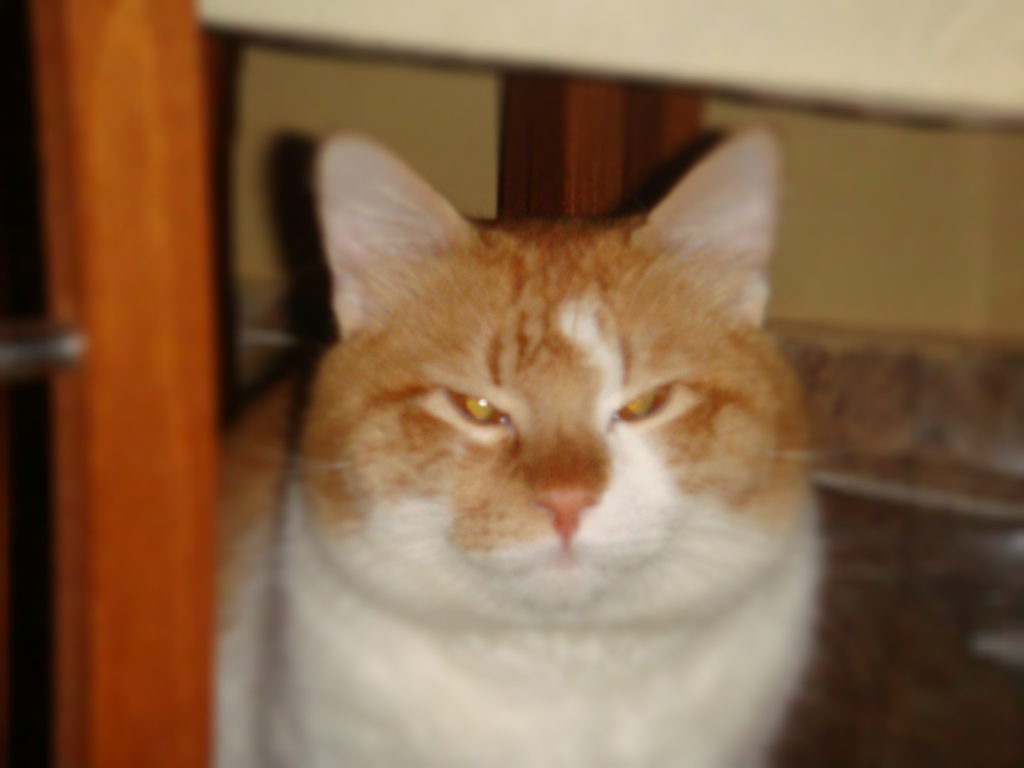 Cookie, macja e Sport Pro AL